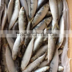 Good Good Quality Frozen Lighting Sardine 100-120pcs/ctn thumbnail-3