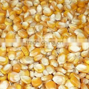 Bulk Quantity Maize From India thumbnail-1