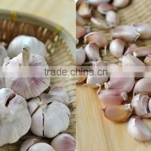 2016 Fresh Natural White Garlic or Red Garlic thumbnail-4