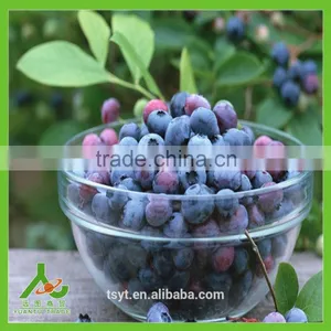IQF Frozen Chinese China Best Quality Better Quality Wild Blueberry Blueberries thumbnail-4