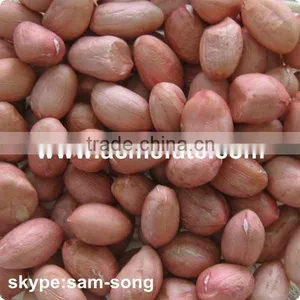 Shandong High Quality Peanut Kernel thumbnail-1