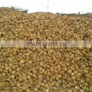 Dry Coconut Shell thumbnail-2