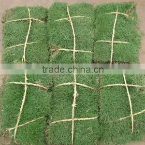 Zoysia Japonica thumbnail-1
