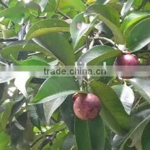 High Quality Kosher Certified HPLC 10%-98% Mangosteen Extract Supplier thumbnail-3
