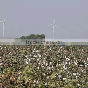 Best Quality Raw Cotton thumbnail-6
