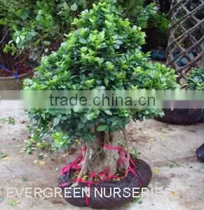 Ficus Microcarpa thumbnail-1