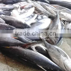 Frozen Yellowfin Tuna thumbnail-3