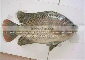 Frozen Fish Tilapia Fish Farming Fish thumbnail-1