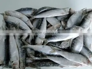 High Quality Sardine Fish With Best Price thumbnail-1