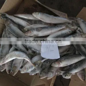 6-8 Frozen Sardines Fish thumbnail-1