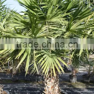 Livistona Chinensis "Chinese Fan Palm" thumbnail-3