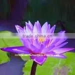 Lotus Absolute thumbnail-1