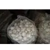 5.5 Pure White Garlic in China thumbnail-1