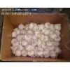 Normal White Garlic thumbnail-2