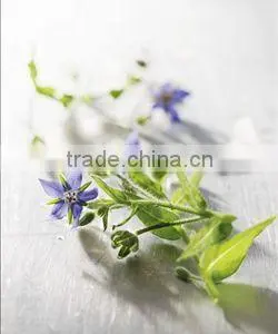Factory Supply Natural Borage See Oil thumbnail-1