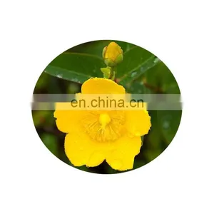 Hypericin 0.3% St John's Wort Extract Powder thumbnail-2