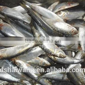 Frozen Sardine Supplier thumbnail-1