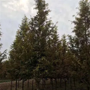 Prices of Jiangsu Chinese Swamp Cypress, Price List of Chinese Swamp Cypress Base, Chinese Swamp Cypress Manufacturers thumbnail-5