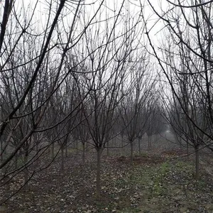 Prices of 3cm, 4cm, and 5cm Malus Micromalus, Price Quotation From the Place of Origin, High Survival Rate thumbnail-2