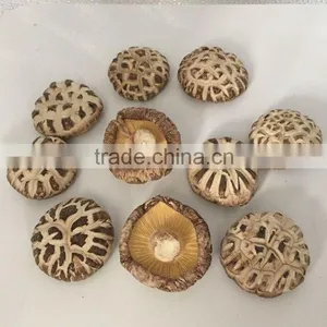 Milky Mushroom Cultivation Supplier thumbnail-2