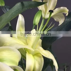 Super Quality Yellow King Colorful Small Lily Flower thumbnail-2