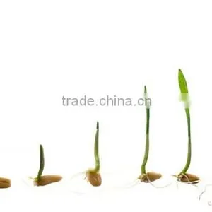 Automatic Sprout Machine/black Soya thumbnail-4