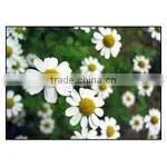 5ml Chamonile Oil thumbnail-1