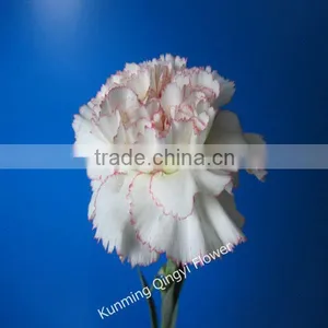 Factory Supply Fresh Cut Flower Carnations Flowers Export Wholesale thumbnail-1