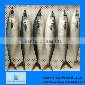 Frozen Fish and Seafood Mackerel thumbnail-1