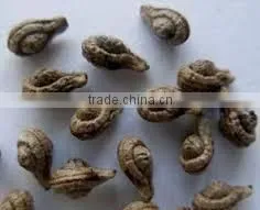 SHIVLINGI SEED/ SHIVLINGI BEEJ thumbnail-1