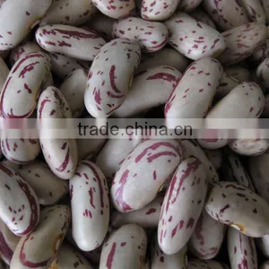 Light Speckled Kidney Bean thumbnail-1