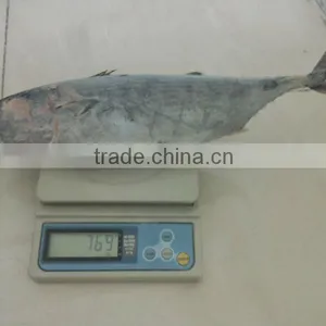 2016 New Coming Frozen Fresh Bonito Whole Sale thumbnail-1