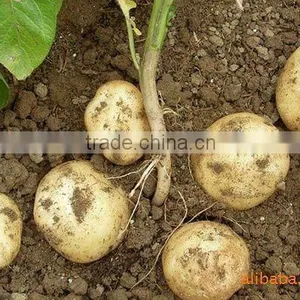NEW GROP HOLLAND POTATO(100-150g/pc) thumbnail-1