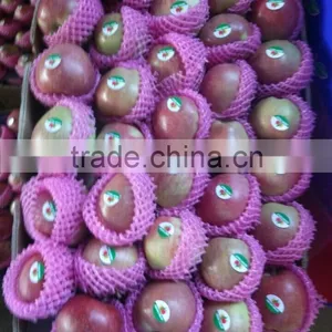 Chinese Red Star Apple thumbnail-2