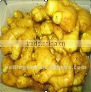 2012 CHINESE FRESH GINGER thumbnail-1