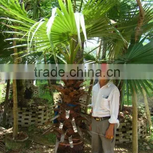 Washingtonia FiliferaLinden.Wendland of Outdoor Ornamental Decrotive Landscaping Palm Trees Plants thumbnail-6