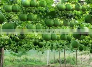 Hot Selling Fertilizer thumbnail-5