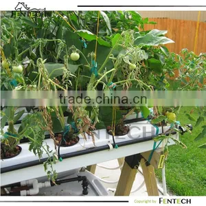 Hydroponics System for Market Gardening thumbnail-1