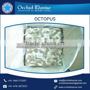 Huge Quantity of Frozen Octopus Available in Different Sizes thumbnail-4