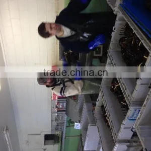 Live Canadian Lobster thumbnail-3