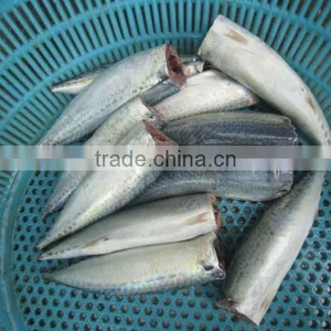 IQF Spanish Mackerel Fillet,Skin on ,Cutted thumbnail-1