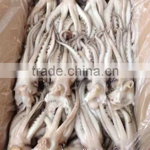 Illex Argentina Squid Tentacle 400-600g thumbnail-2