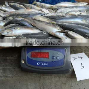 Frozen Mackerel Fish thumbnail-3