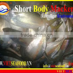 FROZEN SHORT BODY MACKEREL WHOLE ROUND thumbnail-1