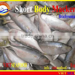 W/R FROZEN SHORT BODY MACKEREL thumbnail-6