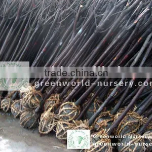 Prunus Cerasifera Nigra thumbnail-1