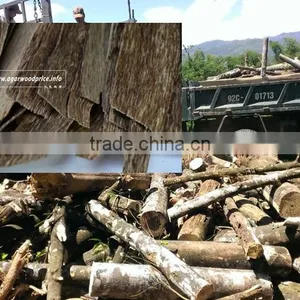 Super Gaharu, Oud Wood - Vietnam Valuable Wood Chip thumbnail-1
