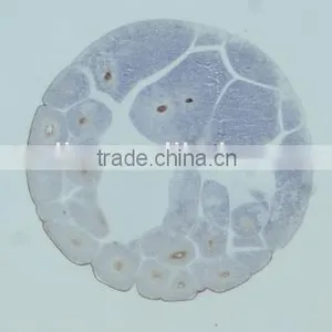 Embryo Slides , Frog Embryo Slides , Embryology Slides ,embryo Teaching Slides thumbnail-4