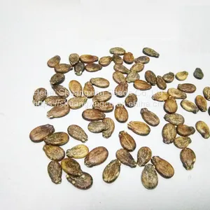 Maria Chinese Black Skin and Diploid Watermelon Seeds thumbnail-1