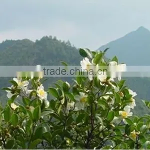 High Quality China Manufacturer Oil Tea Camellia Seed Oil thumbnail-1
